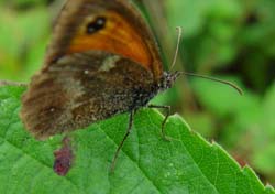 DSC13227Gatekeeper