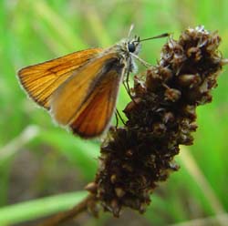 DSC13237SmallSkipper