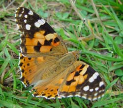 DSC13255PaintedLady