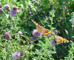 DSC13293SmallTortoiseshells