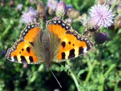 DSC13306SmallTortoiseshell