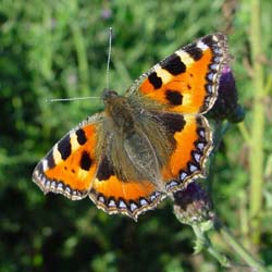 DSC13312SmallTortoiseshell