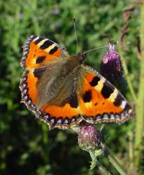 DSC13313SmallTortoiseshell