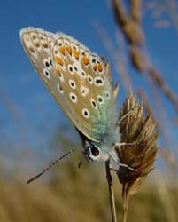 DSC13348ChalkhillBlue