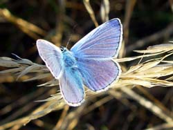 DSC13353ChalkhillBlue