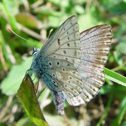 DSC13445ChalkHillBlue