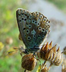 DSC13448ChalkHillBlue