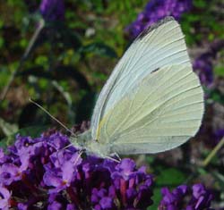 DSC13453SmallWhite