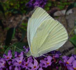 DSC13454SmallWhite