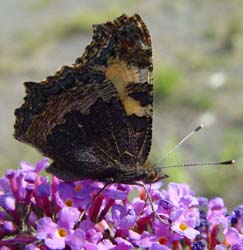 DSC13470SmallTortoiseshell