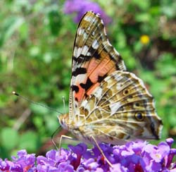 DSC13473PaintedLady