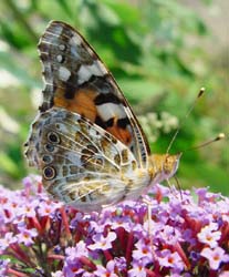 DSC13485PaintedLady