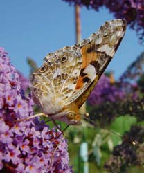 DSC13503PaintedLady