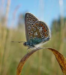 DSC13518ChalkHillBlue