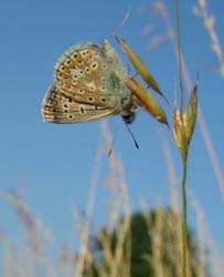 DSC13520ChalkHillBlue