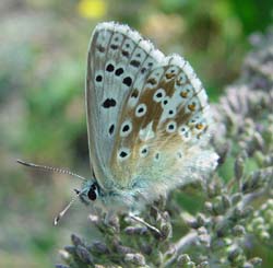 DSC13552ChalkHillBlue