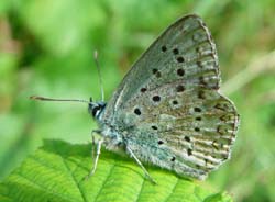 DSC13571ChalkhillBlue