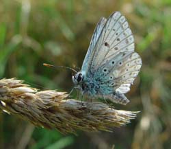 DSC13575ChalkHillBlue