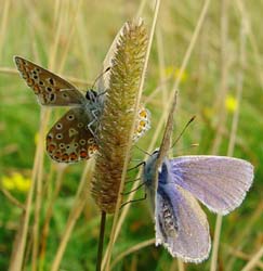 DSC13602CommonBluePair