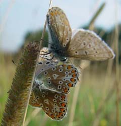 DSC13605CommonBluePair