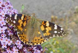 DSC13738PaintedLady