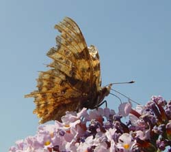 DSC13798RaggedComma