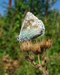 DSC13854Blue