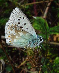 DSC13855ChalkHillBlue