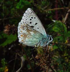 DSC13856ChalkHillBlue