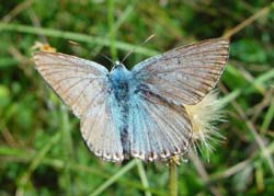 DSC13874ChalkHillBlue