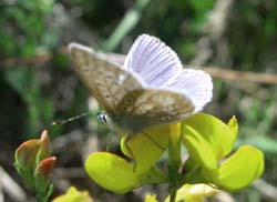 DSC13878CommonBlue