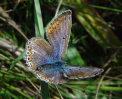 DSC13886CommonBlueFemale