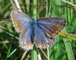 DSC13888CommonBlueFemale