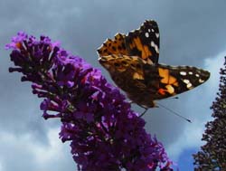 DSC14018PaintedLady