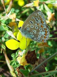 DSC14036CommonBlue