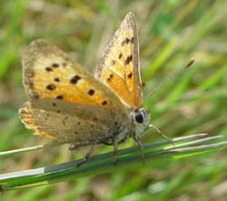 DSC14364smallcopper