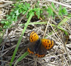 DSC14399SmallCopper