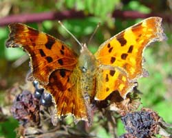 DSC14428Comma