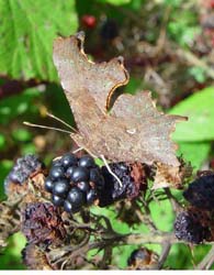 DSC14430CommaBlackberry