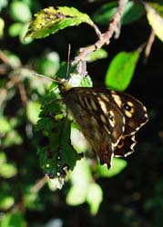 DSC14663SpeckledWoodcrop