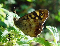 DSC14671SpeckledWood