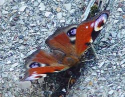 DSC14685Peacock