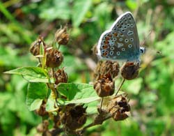 DSC14710ChalkHillBlue1