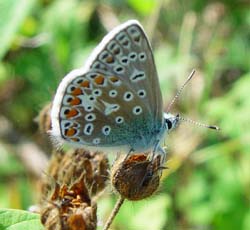 DSC14710ChalkHillBlue2