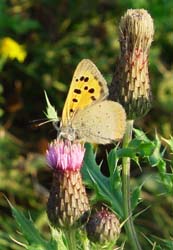 DSC14899smallcopper