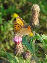 DSC14900SmallCopper