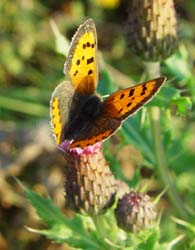 DSC14901SmallCopper